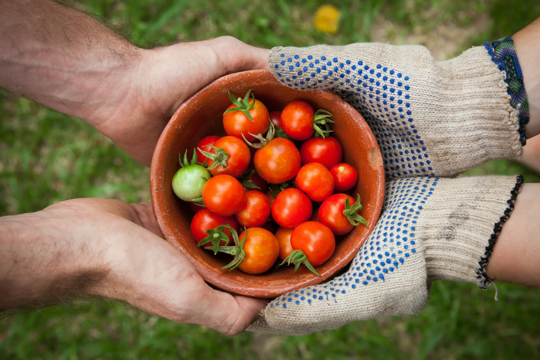 Several people hold a bowl filled with freshly harvested tomatoes.